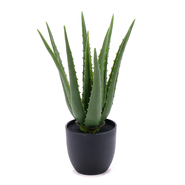 00600027_mesterseges-aloe-vera-cserepben