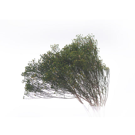 01400026_sepru-fleuri-zold
