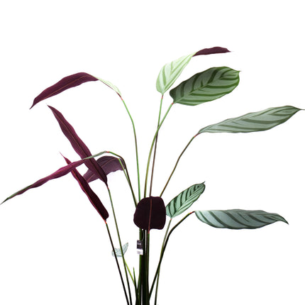 02000111_calathea-cserepben-140cm-mesterseges