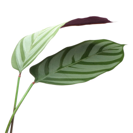 02000111_calathea-cserepben-140cm-mesterseges