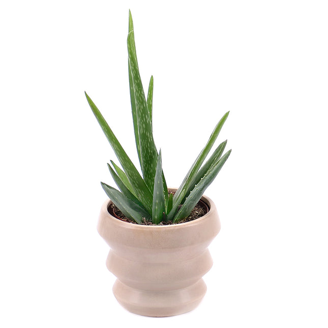 03000013_aloe-vera-keramia-edenyben