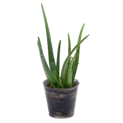 03000015_aloe-vera-egy-konzervdobozban