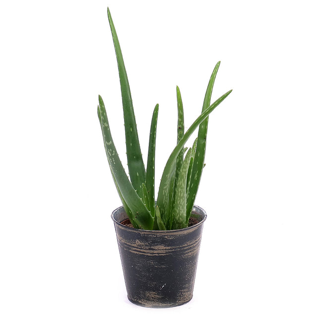 03000015_aloe-vera-egy-konzervdobozban
