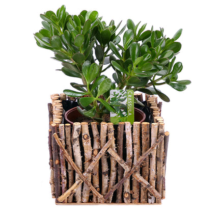 03000063_crassula-egy-fadobozban