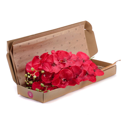 03000452_diy-irigo-muvoros-orchideak-vazaban
