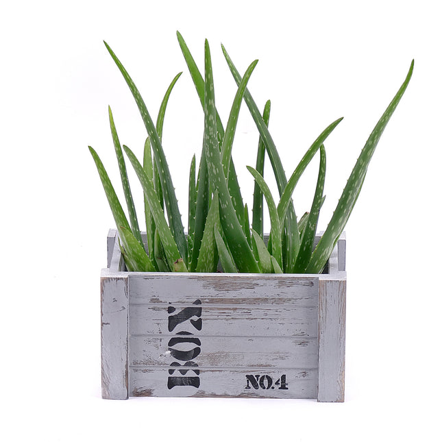 03000518_aloe-vera-duo-fadobozban
