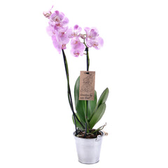 03000628_lila-orchidea-femdobozban