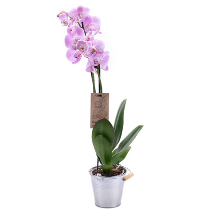 03000628_lila-orchidea-femdobozban