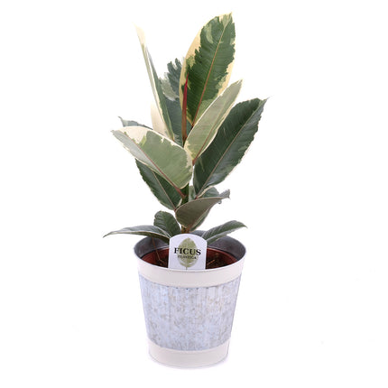 03000637_ficus-egy-femdobozban-2