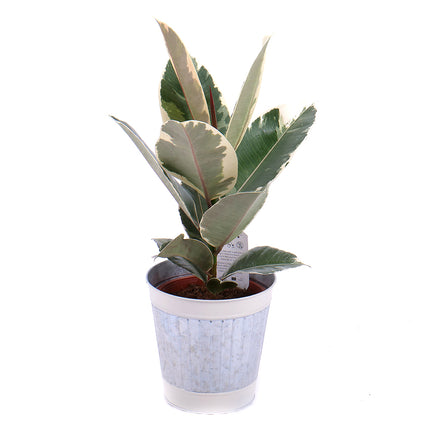03000637_ficus-egy-femdobozban-2