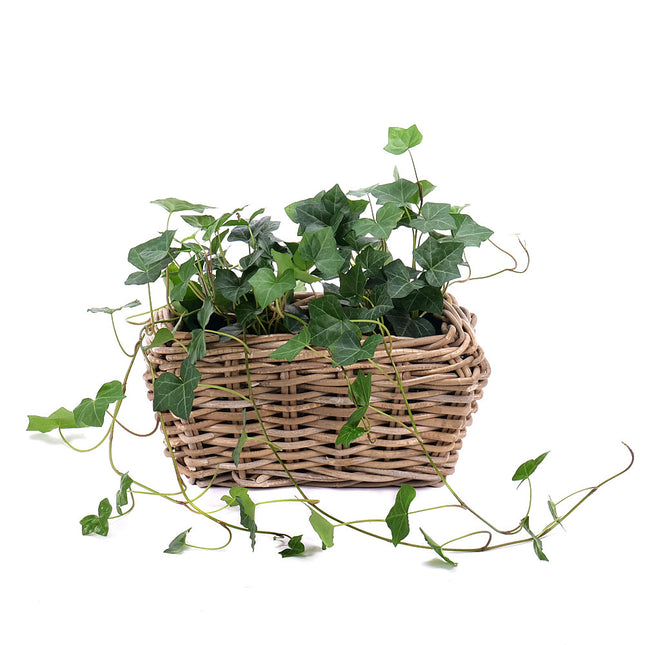 03000688_hedera-fonott-csomagolasban