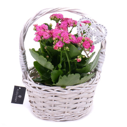 03001028_kalanchoe-fonott-kosarban