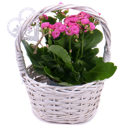 03001028_kalanchoe-fonott-kosarban
