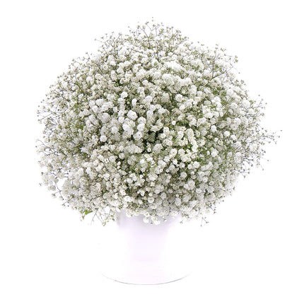 03001073_gypsophila-csokor