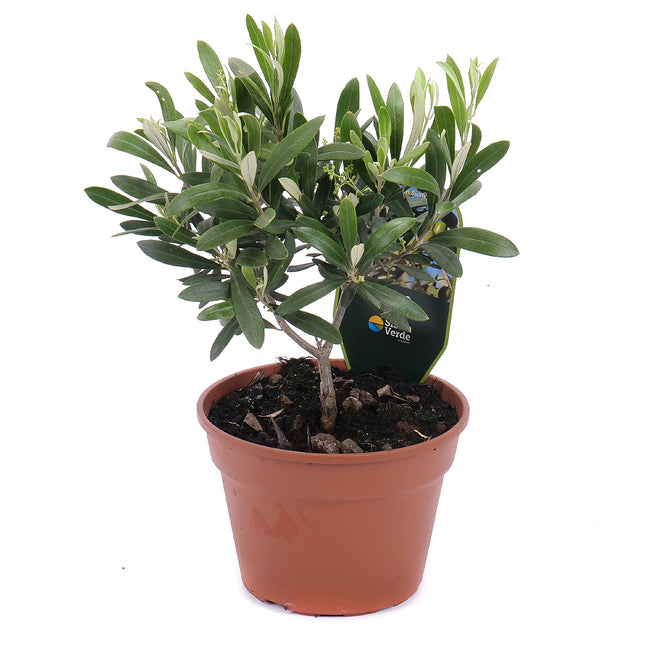 03001341_oliva-muanyag-csomagolasban