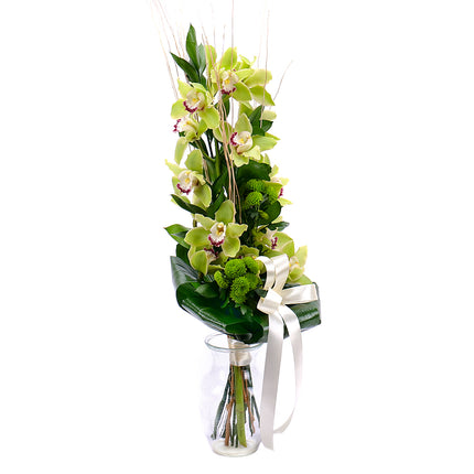 03001345_zold-orchidea-a-magasban