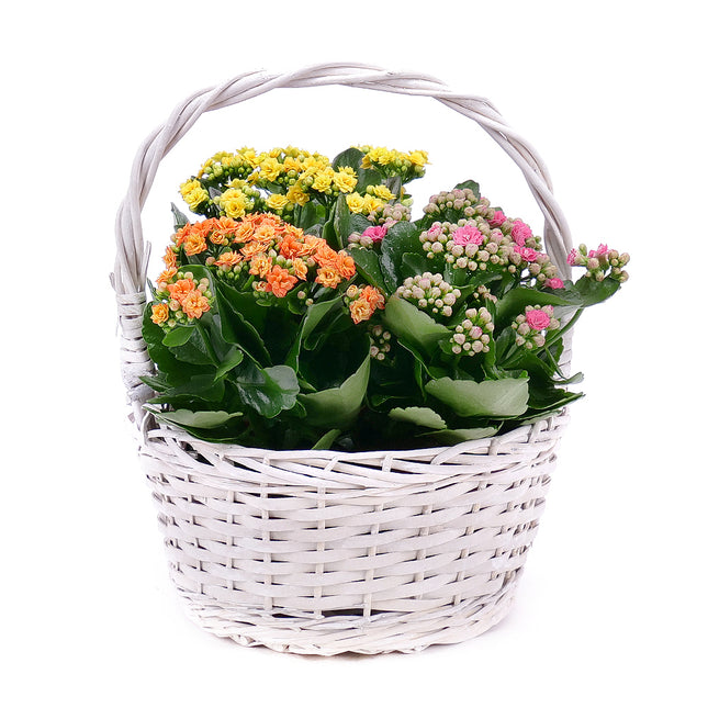 03001717_kalanchoe-trio-fonott-kosarban