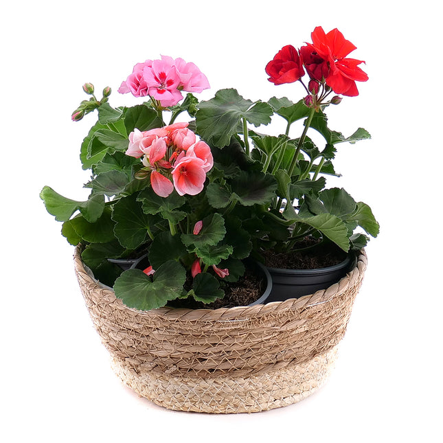 03001724_harom-muskatli-rattan-cserepben