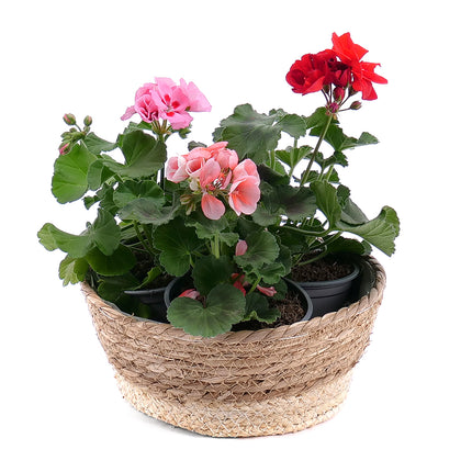 03001724_harom-muskatli-rattan-cserepben