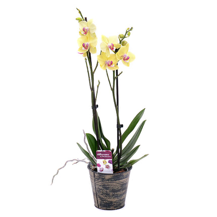 03001781_sarga-orchidea-femdobozban