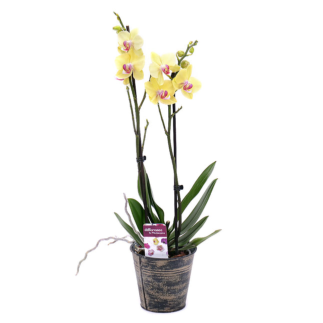 03001781_sarga-orchidea-femdobozban