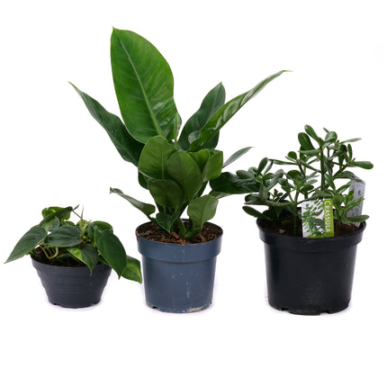 03001881_trio-szobanoveny-keverek-2