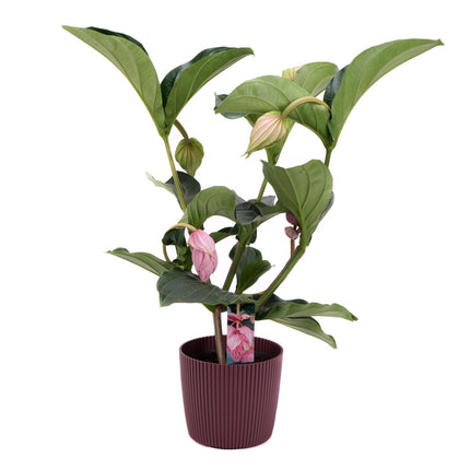 03001917_medinilla-muanyag-tartalyban