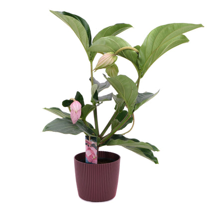 03001917_medinilla-muanyag-tartalyban