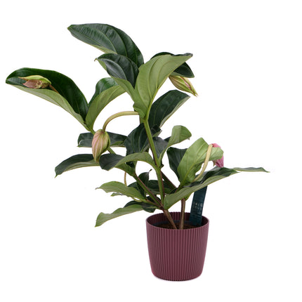 03001917_medinilla-muanyag-tartalyban