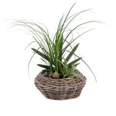03001921_trio-szobanoveny-keverek-4