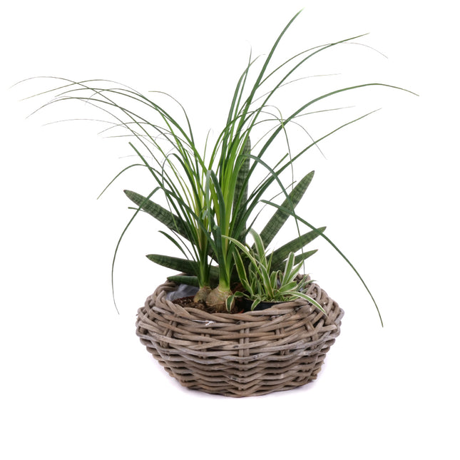 03001921_trio-szobanoveny-keverek-4