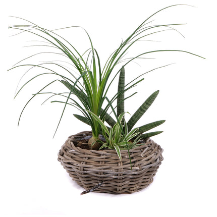 03001921_trio-szobanoveny-keverek-4
