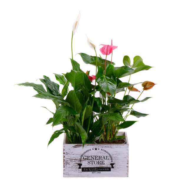03001926_anthurium-es-lopatkovec-egy-fadobozban