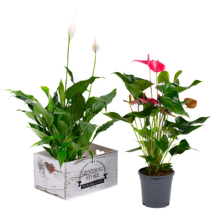 03001926_anthurium-es-lopatkovec-egy-fadobozban