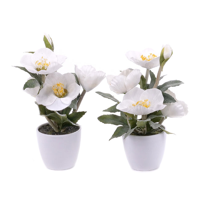 03001978_duo-mesterseges-hunyor-muanyag-csomagolasban