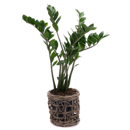 03001980_zamioculcas-rattan-csomagolasban