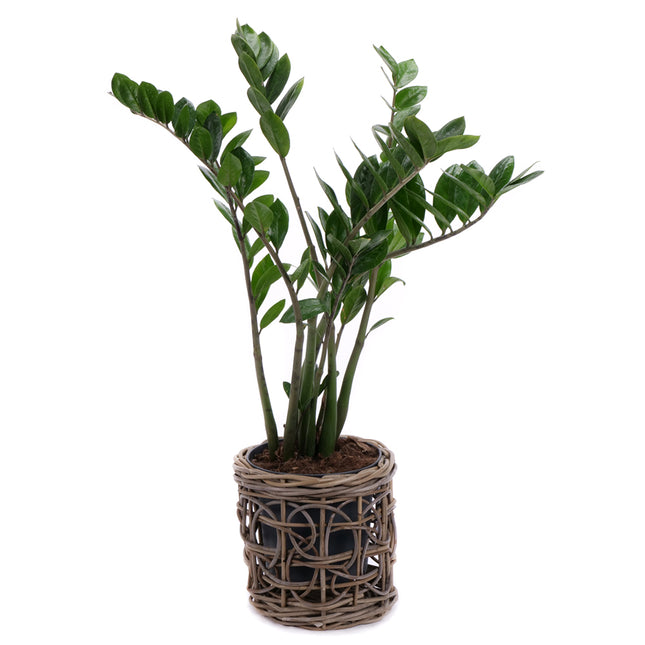 03001980_zamioculcas-rattan-csomagolasban