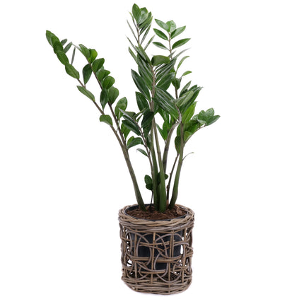 03001980_zamioculcas-rattan-csomagolasban