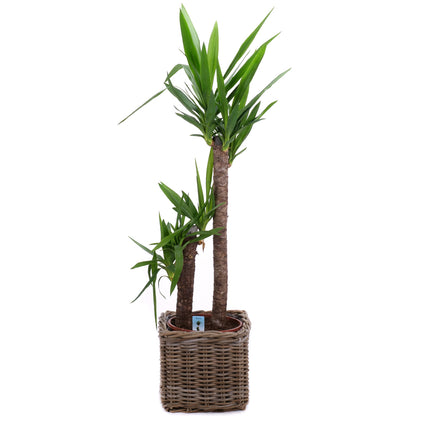 03001981_yucca-rattan-csomagolasban