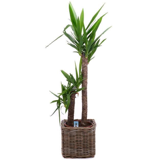 03001981_yucca-rattan-csomagolasban