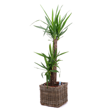 03001981_yucca-rattan-csomagolasban