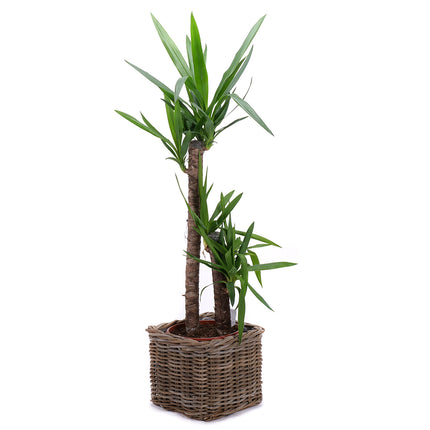 03001981_yucca-rattan-csomagolasban