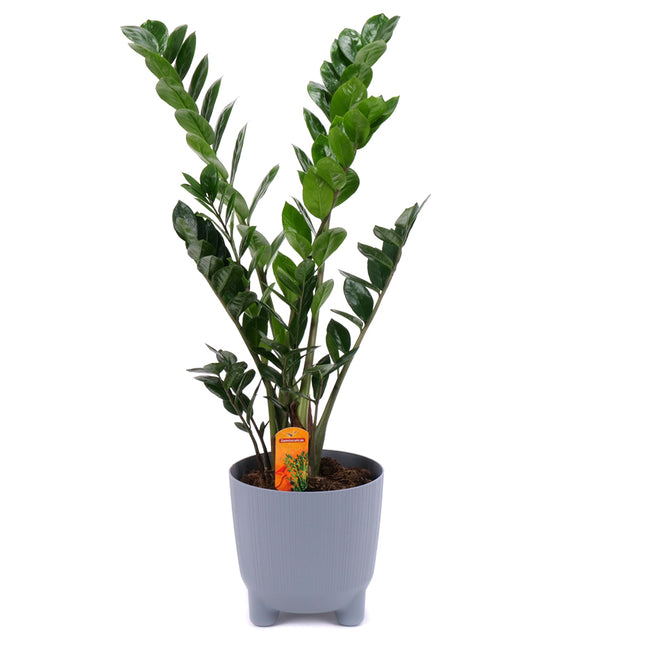 03001983_zamioculcas-muanyag-csomagolasban