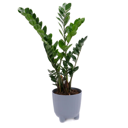 03001983_zamioculcas-muanyag-csomagolasban