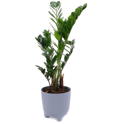 03001983_zamioculcas-muanyag-csomagolasban