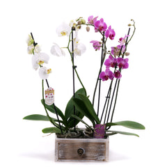 03002030_duo-orchidea-fadobozban