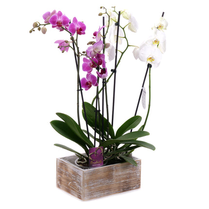 03002030_duo-orchidea-fadobozban
