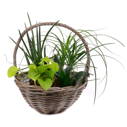 03002081_belteri-novenyek-kevereke-rattan-csomagolasban-2