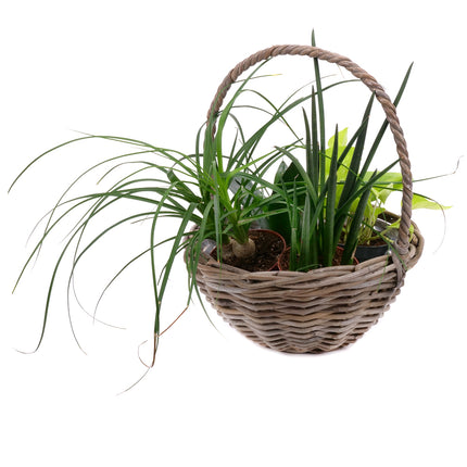 03002081_belteri-novenyek-kevereke-rattan-csomagolasban-2