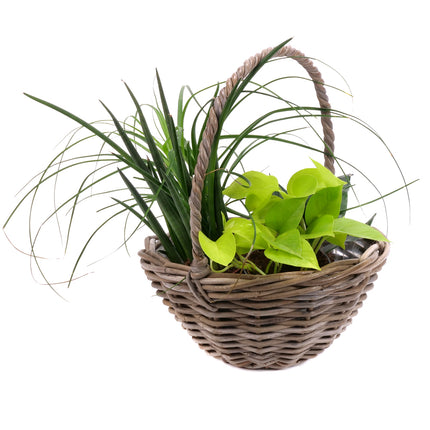 03002081_belteri-novenyek-kevereke-rattan-csomagolasban-2